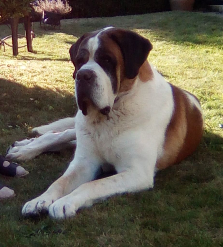 CH. Garou De La Maison Des Tartarin